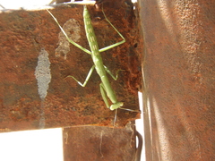 Coptopteryx gayi