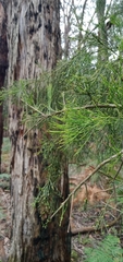 Exocarpos cupressiformis