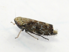 Errastunus ocellaris