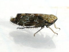 Errastunus ocellaris
