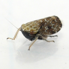 Errastunus ocellaris