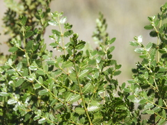 Larrea nitida