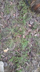 Acrotriche serrulata