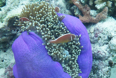Amphiprion perideraion