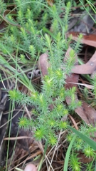 Acrotriche serrulata