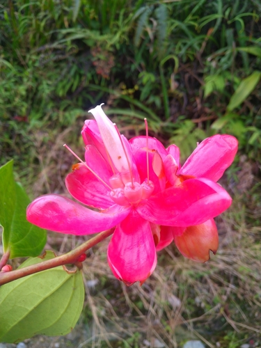 Cavendishia nobilis