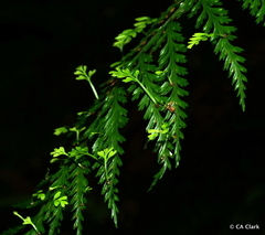 Asplenium bulbiferum
