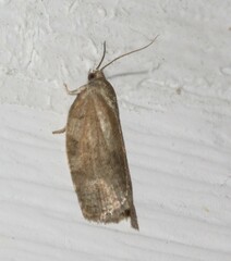 Choristoneura conflictana