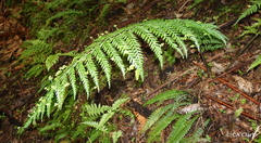 Asplenium bulbiferum