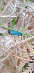 Pollanisus viridipulverulenta