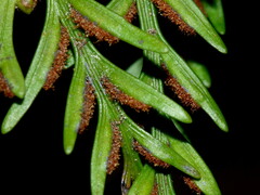 Asplenium appendiculatum