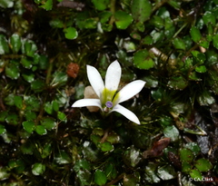 Lobelia angulata