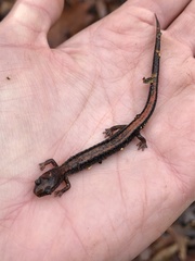 Plethodon serratus