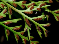 Asplenium appendiculatum