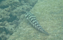 Parapercis tetracantha