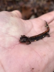 Plethodon serratus