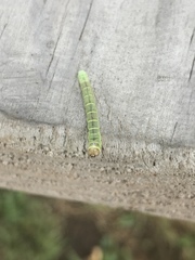 Hypena scabra