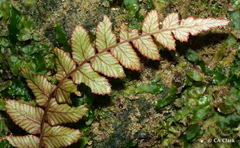 Blechnum membranaceum
