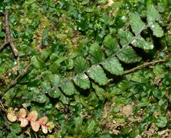 Blechnum membranaceum