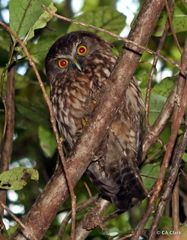 Ninox novaeseelandiae