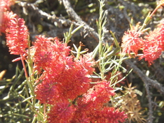 Prosopis humilis