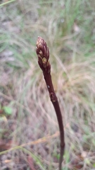 Dipodium