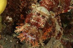 Scorpaenopsis