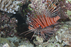 Pterois antennata
