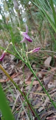 Thysanotus tuberosus