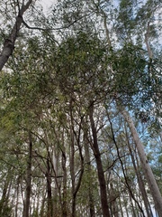 Acacia leiocalyx