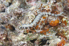 Pteraeolidia semperi