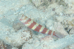 Amblyeleotris wheeleri