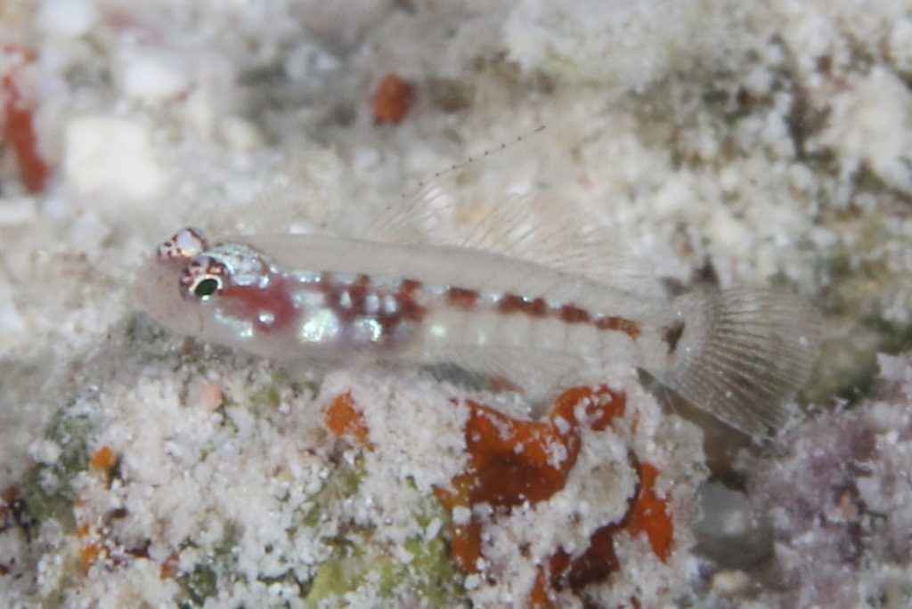 Crescent Dwarfgoby