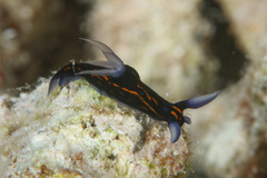 Roboastra gracilis