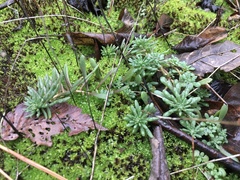 Sedum pulchellum