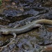 Yiwu Salamander - Photo (c) Spark, some rights reserved (CC BY-NC), uploaded by Spark