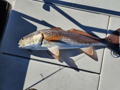 Sciaenops ocellatus