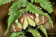 Phaloe cruenta