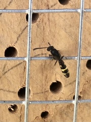 Monosapyga clavicornis