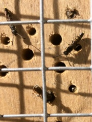 Monosapyga clavicornis