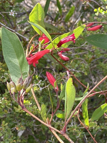 Marianthus erubescens (Marianthus erubescens)