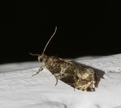 Olethreutes appendiceum