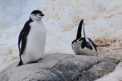 Pygoscelis antarcticus