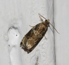 Olethreutes appendiceum