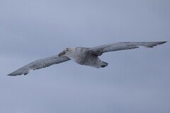 Macronectes giganteus