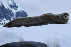 Leptonychotes weddellii