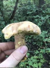 Lanmaoa pseudosensibilis