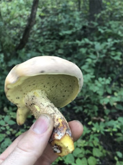 Lanmaoa pseudosensibilis