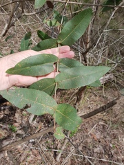 Angophora