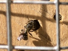 Chelostoma florisomne